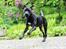 Blanding af racer Shaggie (himmelhund<3) - Shaggie som 6-mdrs.
