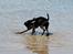 Blanding af racer Shaggie (himmelhund<3)