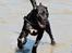 Blanding af racer Shaggie (himmelhund<3)