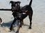 Blanding af racer Shaggie (himmelhund<3)