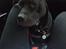 Blanding af racer Shaggie (himmelhund<3)