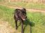 Blanding af racer Shaggie (himmelhund<3)
