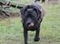 Blanding af racer Shaggie (himmelhund<3)