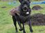 Blanding af racer Shaggie (himmelhund<3)