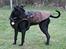 Blanding af racer Shaggie (himmelhund<3)
