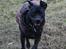 Blanding af racer Shaggie (himmelhund<3)