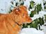 Nova scotia duck tolling retriever Maiko