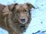 Nova scotia duck tolling retriever Maiko