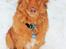 Nova scotia duck tolling retriever Maiko - Maiko 7 måneder
