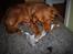 Nova scotia duck tolling retriever Maiko
