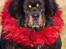 Tibetansk mastiff Ozzy
