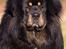 Tibetansk mastiff Ozzy