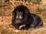 Tibetansk mastiff Ozzy