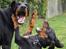 Dobermann MALKIN