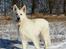 Hvid Schweizisk Hyrdehund MTM Qing Quicksilver - helt nyt billede fra 3/2-2015