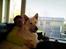 Hvid Schweizisk Hyrdehund MTM Qing Quicksilver