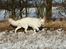 Hvid Schweizisk Hyrdehund MTM Qing Quicksilver - luskebuks med sne på næsen