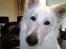 Hvid Schweizisk Hyrdehund MTM Qing Quicksilver