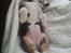 Welsh corgi cardigan Esther