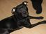 Blanding af racer Shaggie (himmelhund<3)