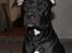 Blanding af racer Shaggie (himmelhund<3)