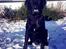 Labrador retriever Basse