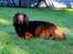 Gravhund Walter