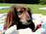 Gravhund Walter