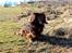 Gravhund Walter