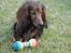 Gravhund Walter