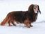 Gravhund Walter