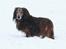 Gravhund Walter