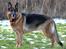 Schæferhund Vega *R.I.P*