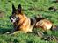 Schæferhund Vega *R.I.P*
