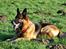 Schæferhund Vega *R.I.P*