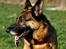 Schæferhund Vega *R.I.P*