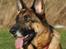 Schæferhund Vega *R.I.P*