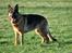 Schæferhund Vega *R.I.P*