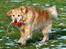 Golden retriever Augustus *Brutus* *R.I.P.*