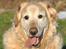 Golden retriever Augustus *Brutus* *R.I.P.*