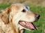 Golden retriever Augustus *Brutus* *R.I.P.*