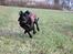 Blanding af racer Shaggie (himmelhund<3)