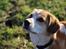 Blanding af racer Beagle/Japansk Spids-Futte