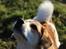 Blanding af racer Beagle/Japansk Spids-Futte