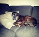 Boxer tyson