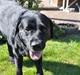 Labrador retriever Ozzy