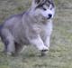 Alaskan malamute Suri