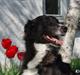 Blanding af racer Klunte-Hunden