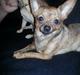 Chihuahua Villads