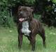 Staffordshire bull terrier Buller